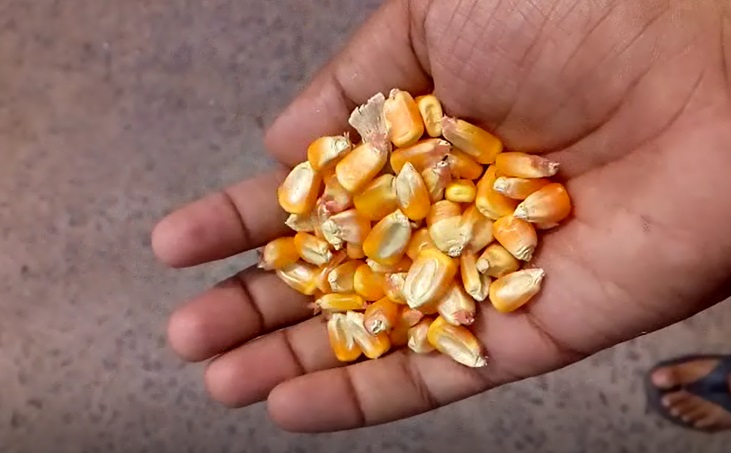 Gota makai